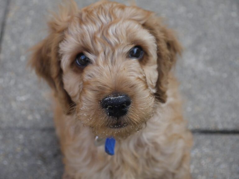A close-up of Rusty, a fluffy light brown puppy with curly fur and sand on its nose, looking up with big dark eyes. The puppy is wearing a blue collar and sitting on a grey, textured surface.