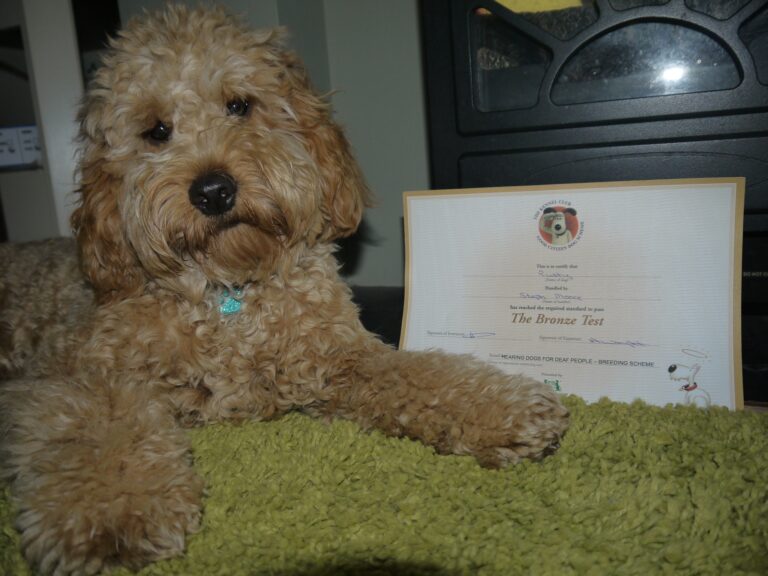 A fluffy, light brown dog lies on a green rug next to a certificate titled The Bronze Test, proudly showing off its Kennel Club Good Citizen Award for passing a training or obedience test.