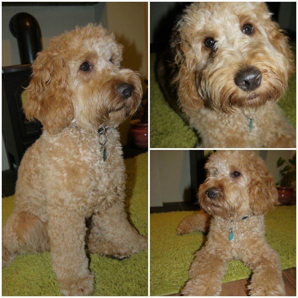 Rusty_groom