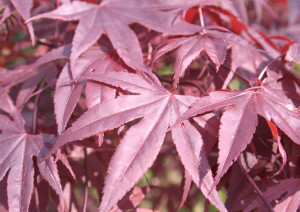 acer