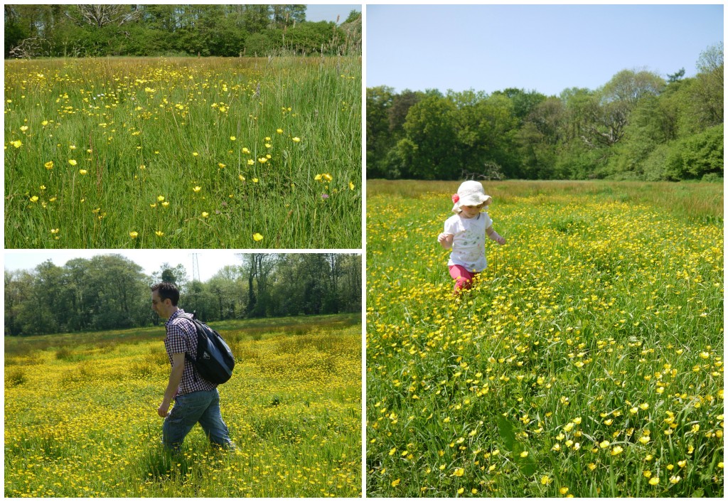 buttercup_field_walking