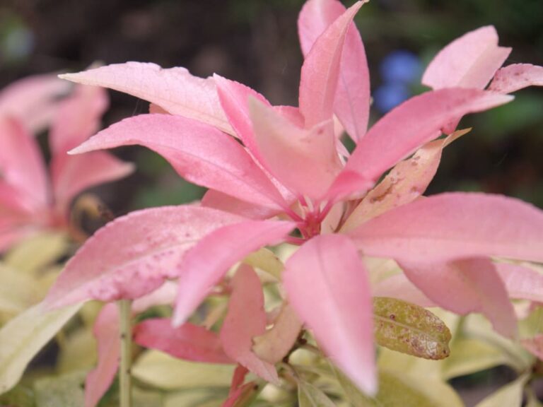 Close-up of a plant with elongated pink leaves, some showing light spots and edges, set against a soft-focus background with hints of green—capturing the delicate beauty of a spring garden.