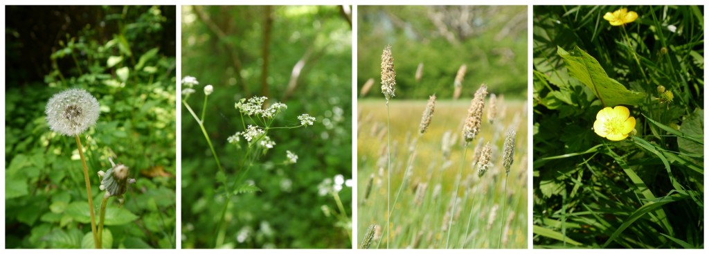 flower_collection