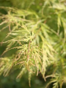 greenacer