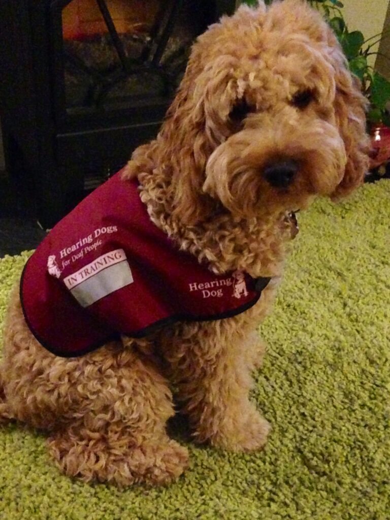 Rusty, a curly-haired dog, sits on a green carpet wearing a red "Hearing Dogs in Training" jacket. He looks towards the camera, with a cosy fireplace visible in the background.