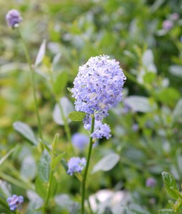 flower2