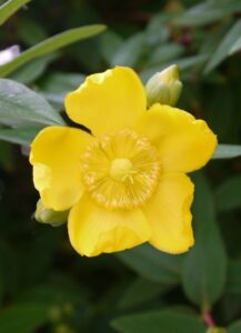flower6