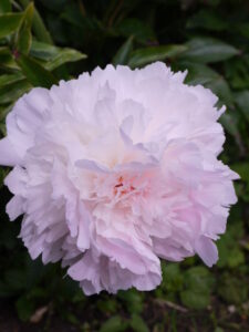 flower7