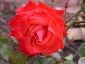 flower8