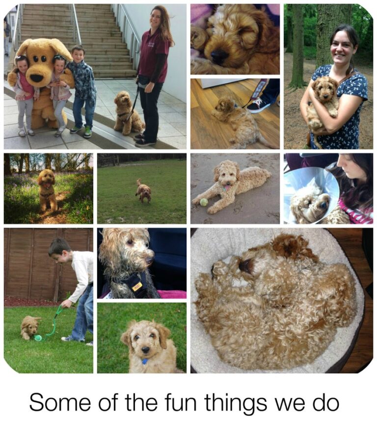 A collage of a small golden-brown dog with family, children, and its Puppy Socialiser—playing outdoors, cuddling, resting, and posing for photos. The text at the bottom reads, Some of the fun things we do.