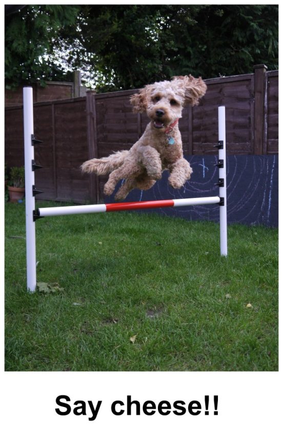 Rusty, a small, curly-haired Hearing Dog, leaps high over agility jumps in a garden, ears flapping and mouth open, with the words Say cheese!! written at the bottom of the image.