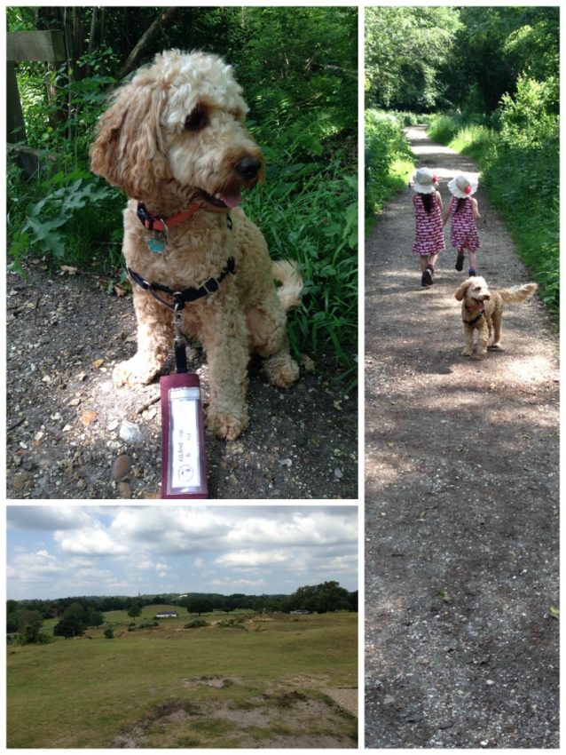 A collage shows Rusty the Hearing Dog on a lead, two young children in matching dresses walking with him on a wooded path, and scenic countryside views under a partly cloudy sky.