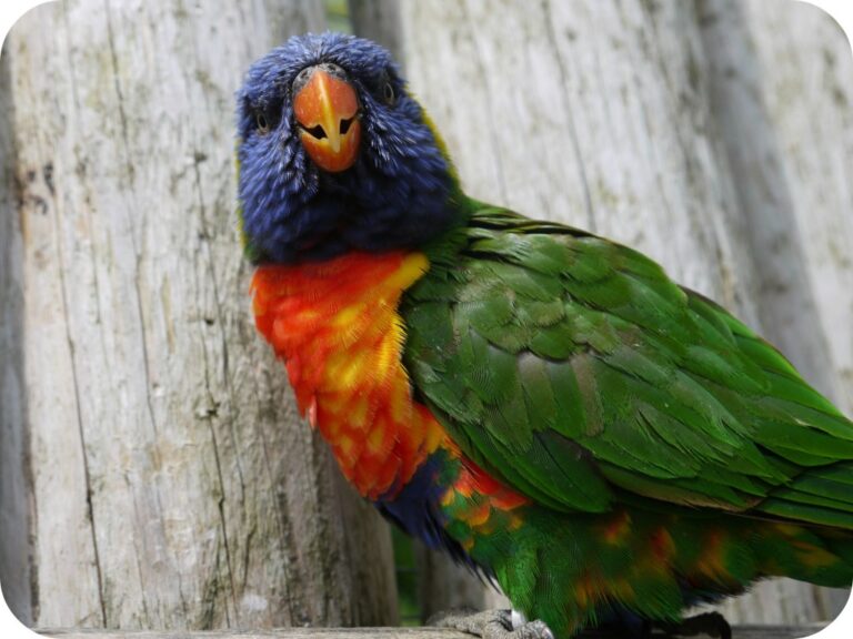 A colourful rainbow lorikeet with vibrant green, blue, orange, and yellow feathers perches in front of a wooden background at Drusillas Park in East Sussex, looking directly at the camera—a perfect moment from a family day out.