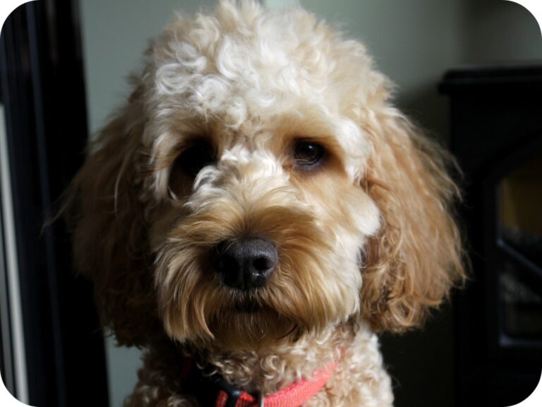 A close-up of a fluffy, light brown poodle with curly fur, wearing a pink collar and looking directly at the camera. Its coat looks freshly groomed, possibly after using Wildwash dog shampoo. The background is softly blurred.