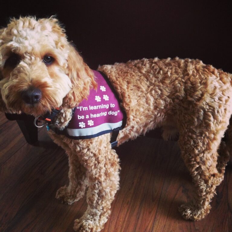 A curly-haired dog named Rusty, wearing a maroon waistcoat that reads "I'm learning to be a Hearing Dog," stands on a wooden floor, looking towards the camera.