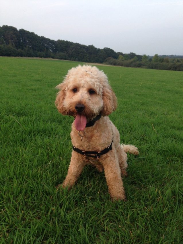 A fluffy, tan-coloured dog with curly fur sits on green grass in an open field, wearing a harness—perfect for recall training—and looking at the camera with its tongue out. Trees and a cloudy sky are visible in the background.