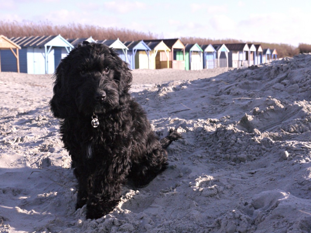 west-wittering-6