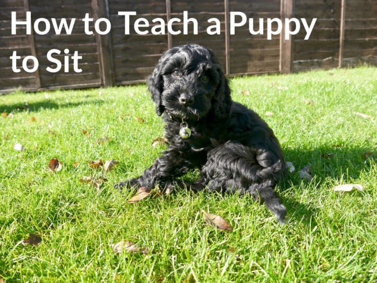 A black puppy sits on green grass in a sunny garden, looking at the camera. White text at the top reads, How to Teach a Puppy to Sit—perfect for anyone interested in puppy training and learning how to teach dog commands.