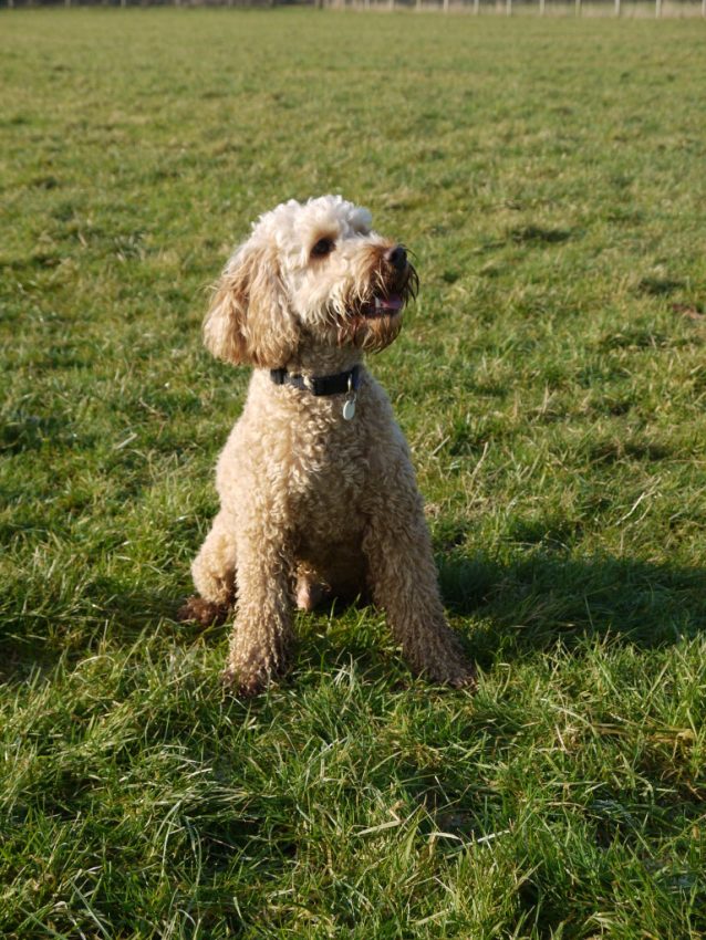 A curly-haired, tan-coloured Hearing Dog sits on green grass in an open field, looking to the side with its mouth slightly open, appearing alert and happy—ready for soundwork and captured perfectly in this video.