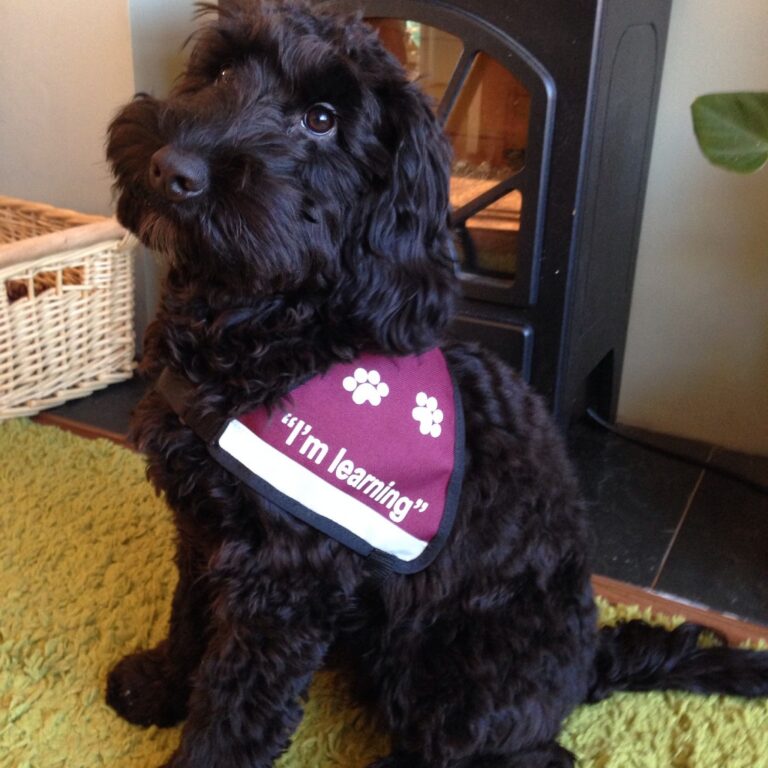 A fluffy black dog named Berkley sits on a green rug, wearing a maroon bandana with paw prints and the words I’m learning printed on it. A wicker basket and cooker are visible in the background, hinting at Berkley’s role as a future Hearing Dog.