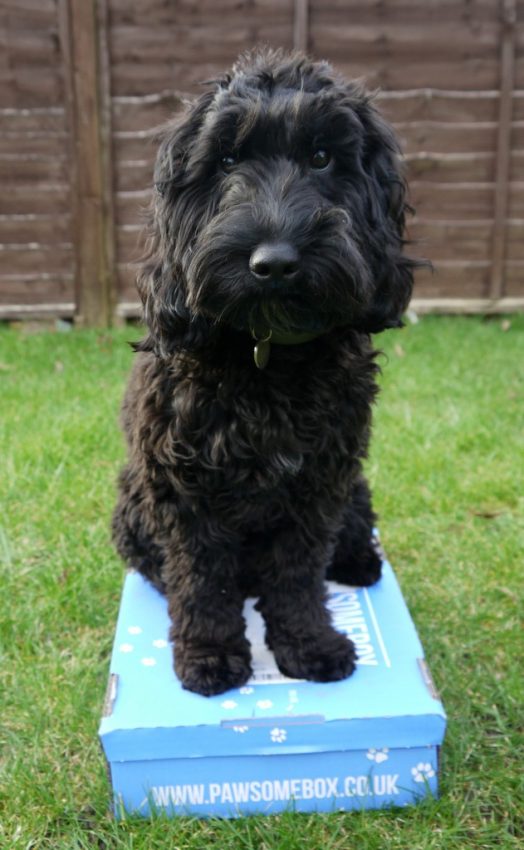 A fluffy black dog sits on a blue Pawsome Box, a popular dog subscription box, on green grass with a wooden fence in the background.