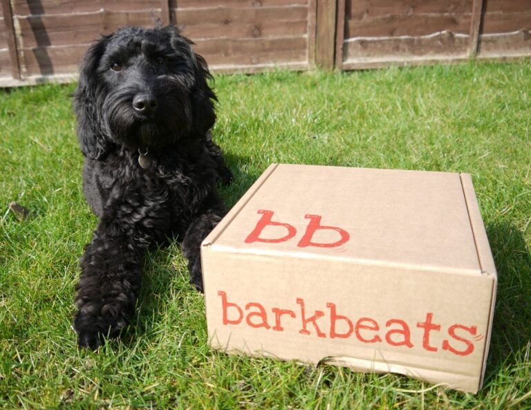 A black dog lies on green grass next to a BarkBeats subscription box labelled in red text. A wooden fence is in the background.