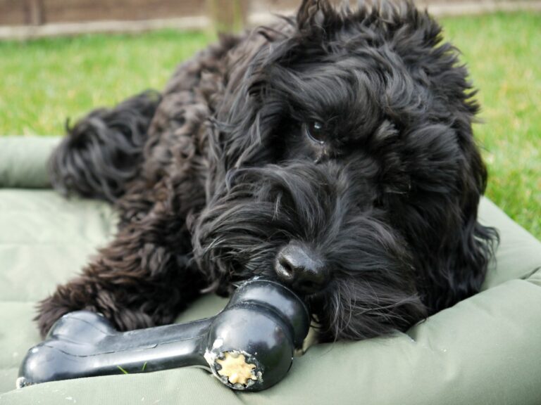A black dog with curly fur lies on a green cushion outdoors, chewing on a black rubber bone toy filled with tasty Kong stuffing ideas. The grassy background sets the perfect scene for discovering what to put in a Kong for your pup.