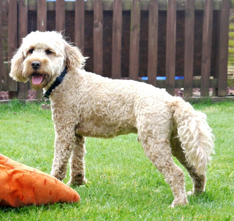 Rusty, a curly-haired, light brown dog with a black collar, stands on green grass in a garden, looking at the camera with his tongue out. A wooden fence is in the background and an orange toy is on the grass nearby. Come visit us!.