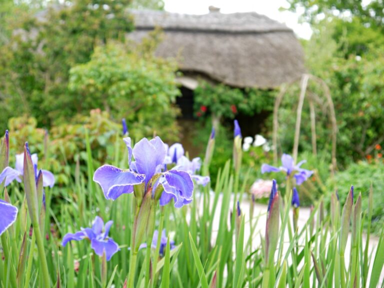 Purple irises bloom in the foreground of a lush RHS garden, with a thatched-roof cottage and greenery softly blurred in the background—perfect for a relaxing family day out.