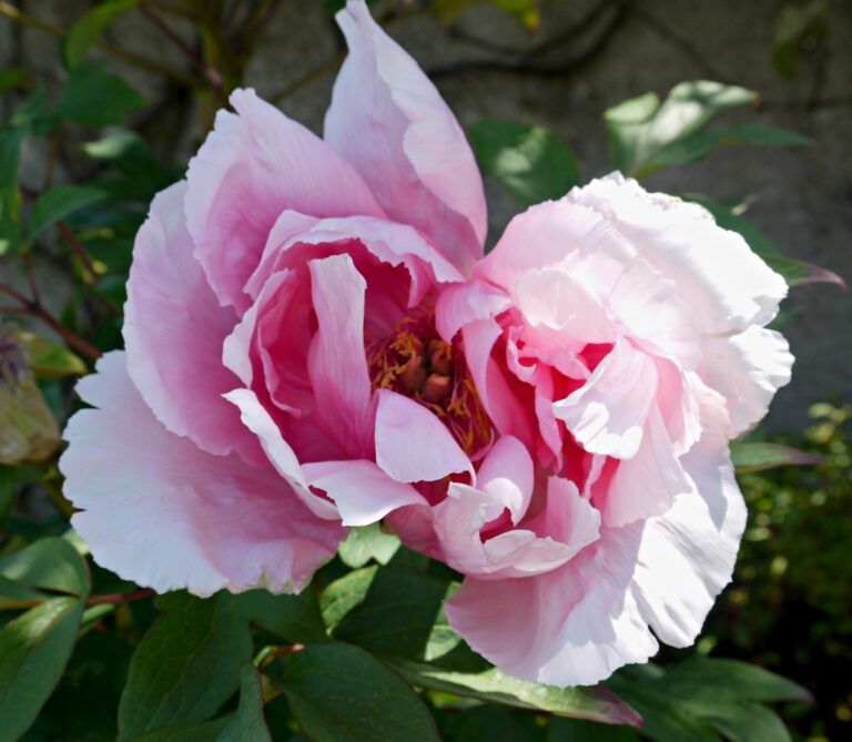 A close-up of a large, light pink peony flower in full bloom with ruffled petals and a hint of yellow and red stamens in the centre, set against green foliage at RHS Rosemoor—perfect inspiration for your next family day out.