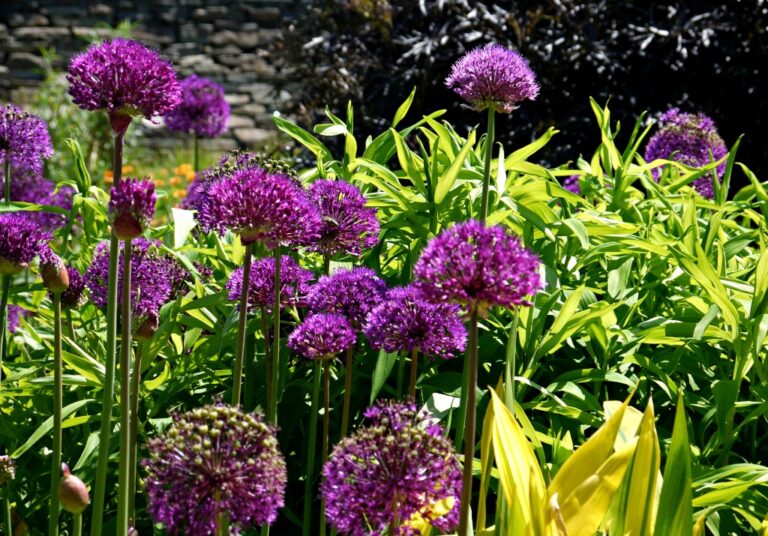 Tall, round, purple allium flowers bloom among bright green leaves in a sunny garden at RHS Rosemoor, with a stone wall and dark foliage in the background—perfect for a peaceful family day out.