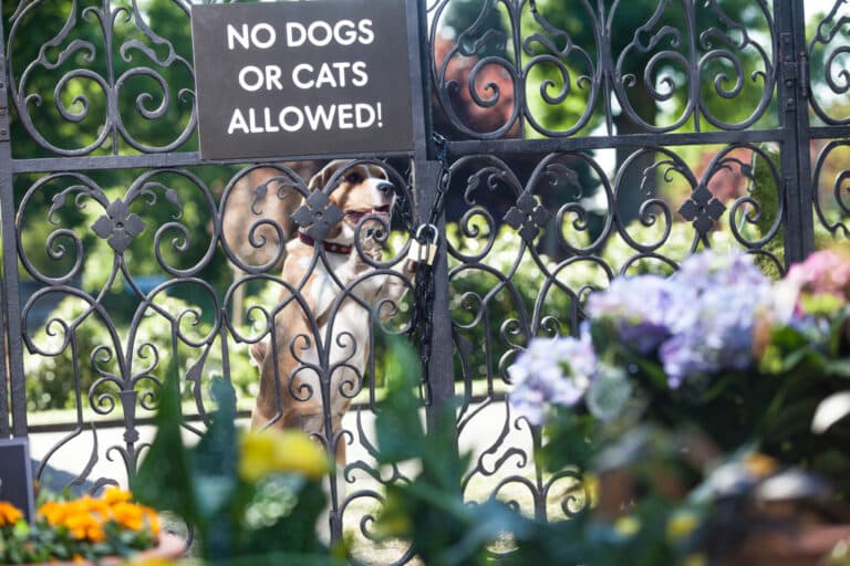 A dog stands behind an ornate metal gate with a sign that says “NO DOGS OR CATS ALLOWED!” Flowers bloom in the foreground, but beware—some may be toxic plants to cats and dogs. Greenery is visible in the background.