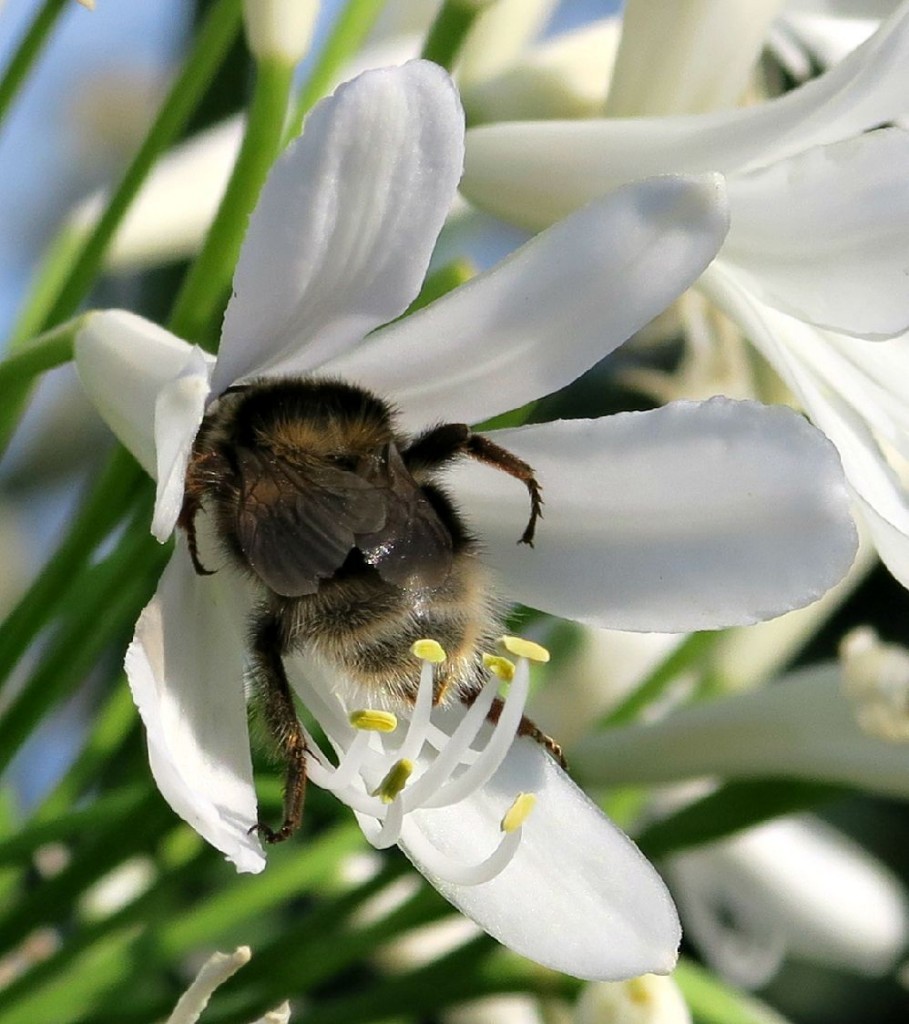 flower-2
