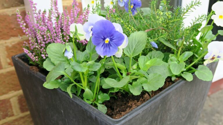 A black planter box from Dobies, filled with green foliage, purple and white pansy flowers, heather with small pink blooms, and other greenery—perfect for autumn planting—placed outdoors by a brick wall.
