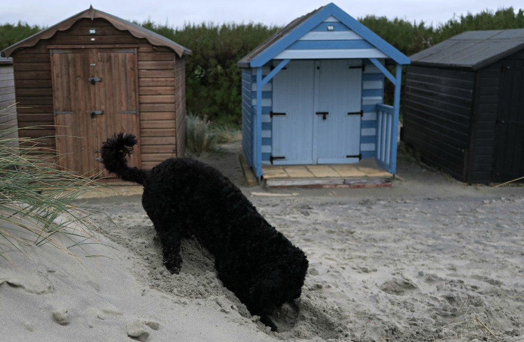 west-wittering-3-nov-15
