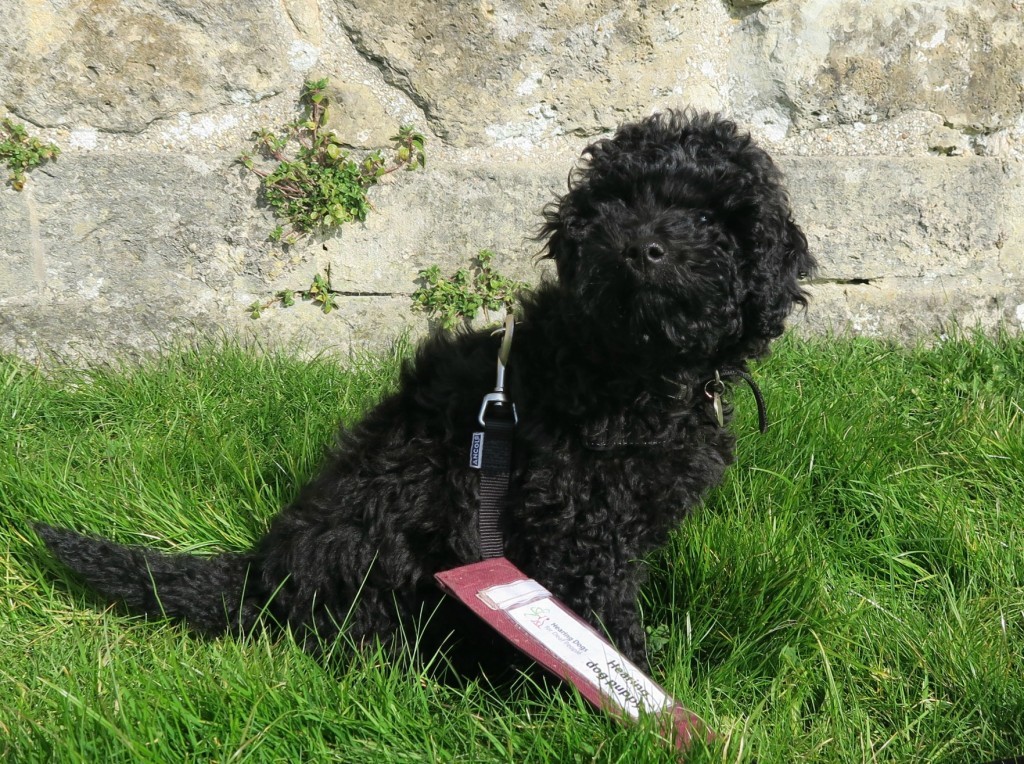 A small black curly-haired dog named Dixie, a Hearing Dog, sits on green grass near a stone wall, with a red and white identification tag attached to its harness.