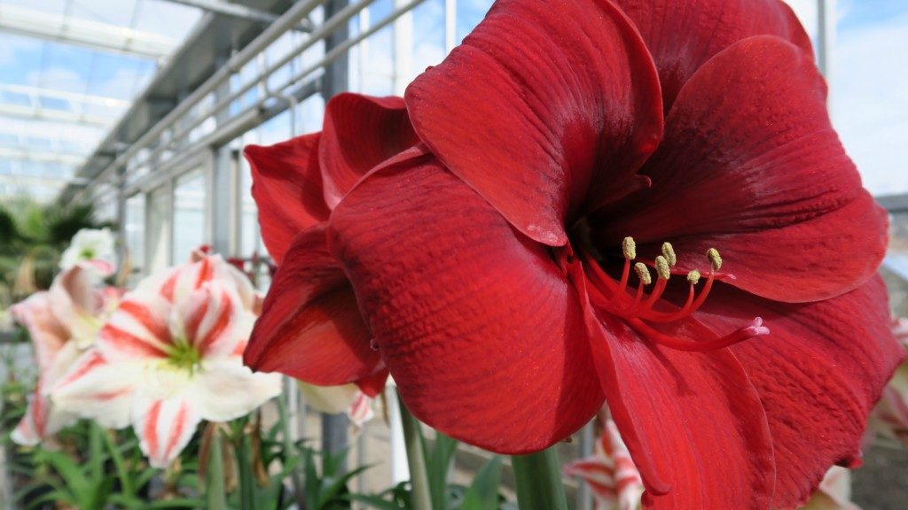 wisley-flower-2