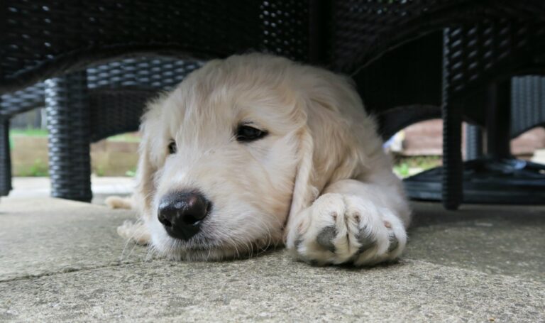 A fluffy, light-coloured Goldendoodle puppy lies on a stone floor under a wicker chair, looking relaxed with its head down and front paw stretched out.