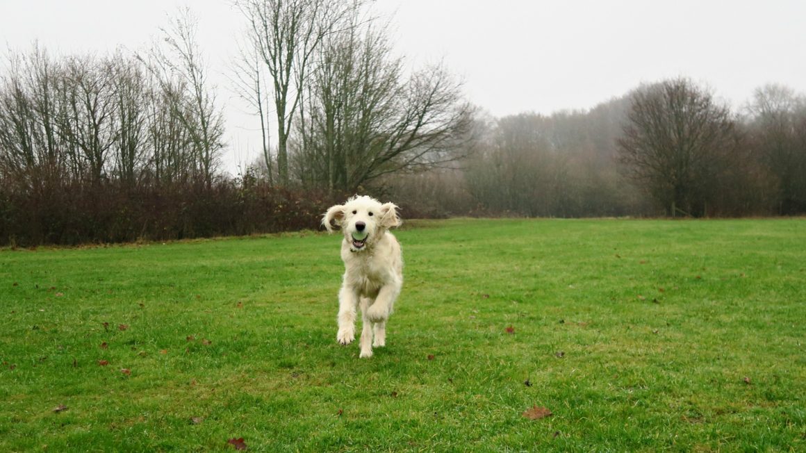 A fluffy white dog runs towards the camera across a grassy field, carrying a green tennis ball in its mouth. Leafless trees and shrubs are in the background under an overcast sky—ideal for practising night dog safety.