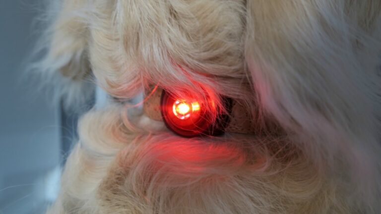 Close-up of a fluffy dog's neck wearing a collar with a small red safety light glowing through the fur—perfect for night dog walking and keeping your pet safe on evening strolls.