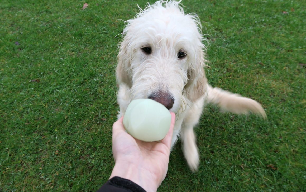 A fluffy, light-coloured dog sniffs a pale green ball held by a person’s hand, standing on green grass—perfect bonding before walking your dog at night.