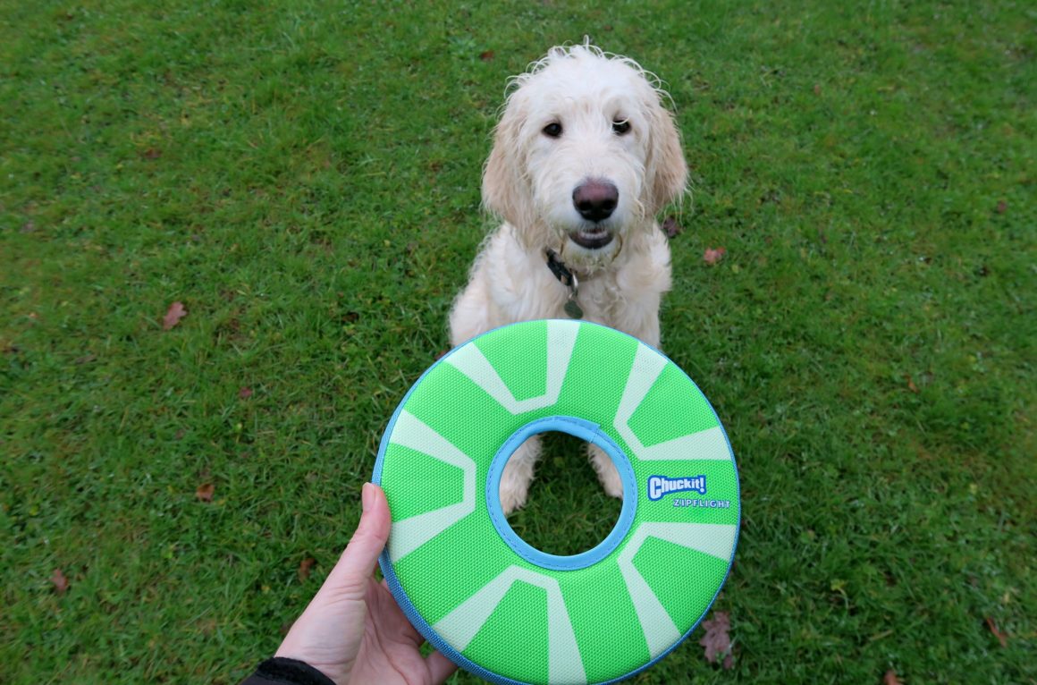 A person holds a green and blue dog frisbee toy whilst a fluffy, light-coloured dog sits on green grass, looking up expectantly—perfect bonding before walking your dog at night.