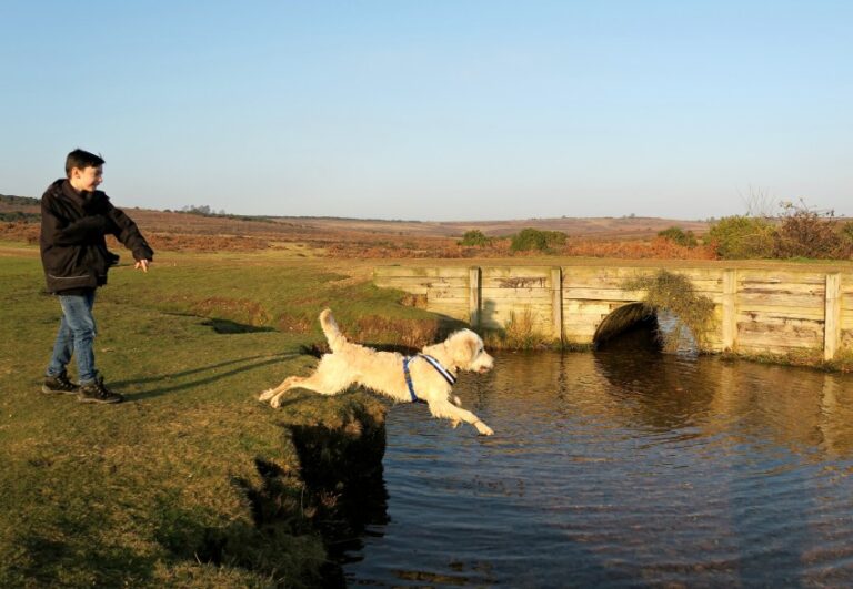A boy in a black jacket throws a stick as a white dog wearing a harness leaps into a pond, set against grassy fields and a small wooden bridge under a clear sky—capturing the joy of week 7 in this weekend in pictures.
