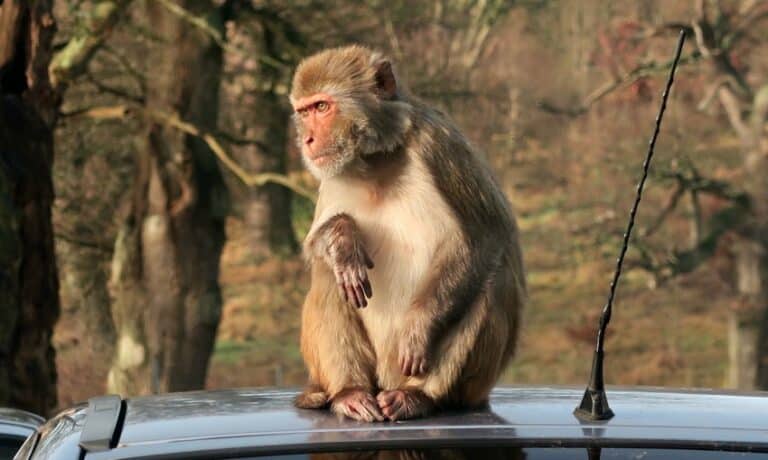 A monkey with light brown fur sits on the roof of a car during a Safari Drive-Through at Longleat, holding one paw up. Trees and blurred natural scenery are visible in the background.