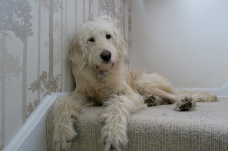 A fluffy, cream-coloured dog with curly fur is lying on a carpeted step against a wall with a tree pattern, looking calmly at the camera—perfect for capturing the peaceful vibe of Weekend in Pictures, Week 8.