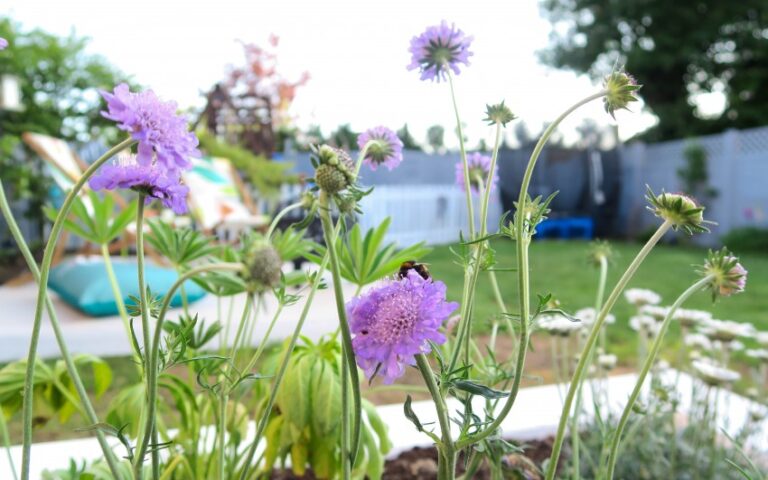 Close-up of purple wildflowers with a bee on one bloom in a back garden. The background, perfect for a Garden Reveal or UK Home Blog post, shows green grass, trees, garden furniture, and a white fence out of focus.