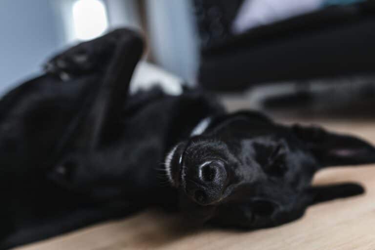 A black dog is lying on its back on pet-friendly flooring, looking relaxed and comfortable, with its nose close to the camera and eyes partially closed.