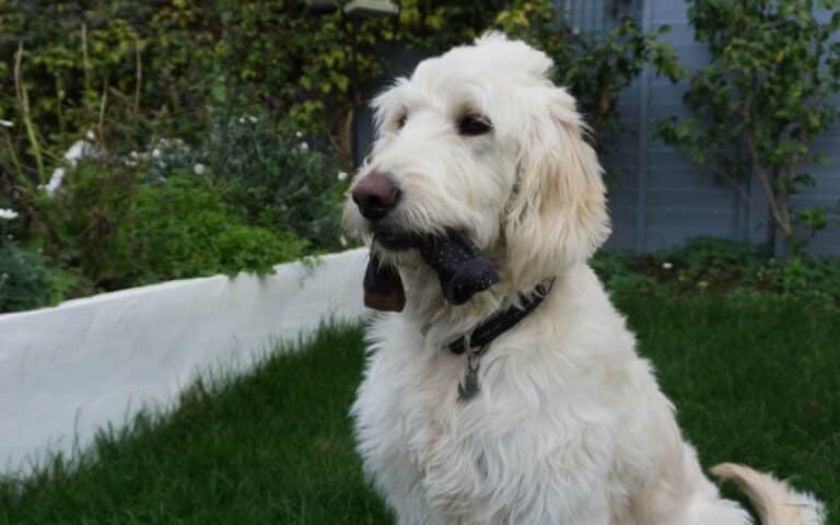 A fluffy white dog sits on green grass in a garden, holding a black sock in its mouth—ready for the next pet competition. Shrubs and a white garden border are in the background.