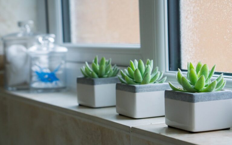 Three small potted succulents sit on a windowsill next to two glass jars, adding a fresh touch of greenery—an easy addition for small bathroom design. The plants’ white and grey pots contrast with the condensation on the window glass.