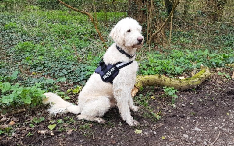 A fluffy white dog wearing a black JULIUS-K9 harness, one of the best dog products, sits on a dirt path in a wooded area with lush green vegetation and trees in the background.